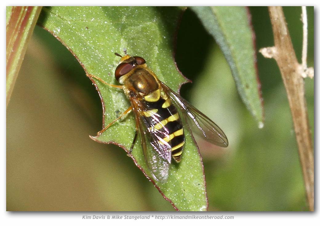 Syrphus opinator (Syrphid Fly)