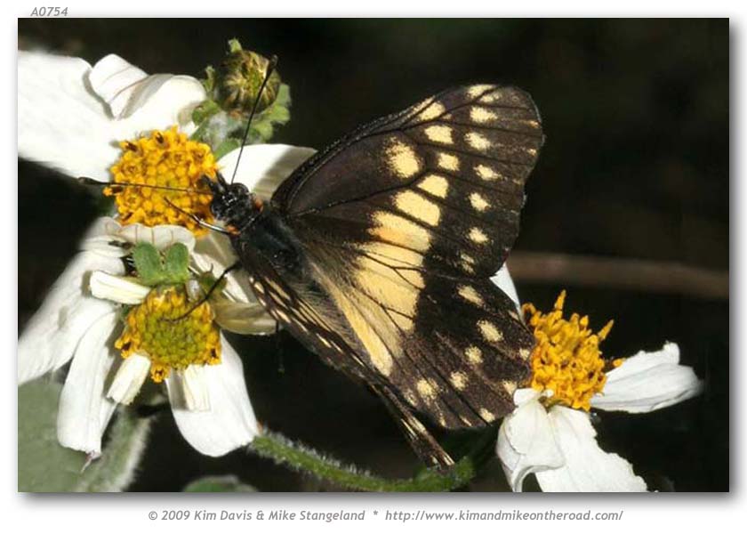 Catasticta n. nimbice (Mexican Dartwhite)