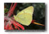 Harfords_Sulphur_-_Colias_harfordii_SLO_CA_05-25-05.jpg (65094 bytes)