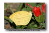 06_Tailed_Orange_-_Eurema_proterpia_Mission_TX_11-06-04.jpg (68192 bytes)