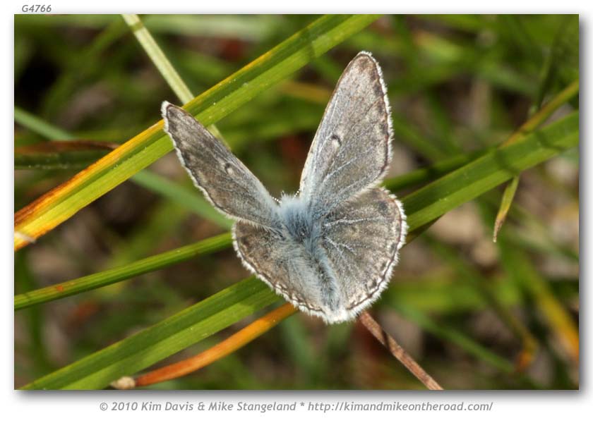 Agriades podarce klamathensis (Sierra Blue)