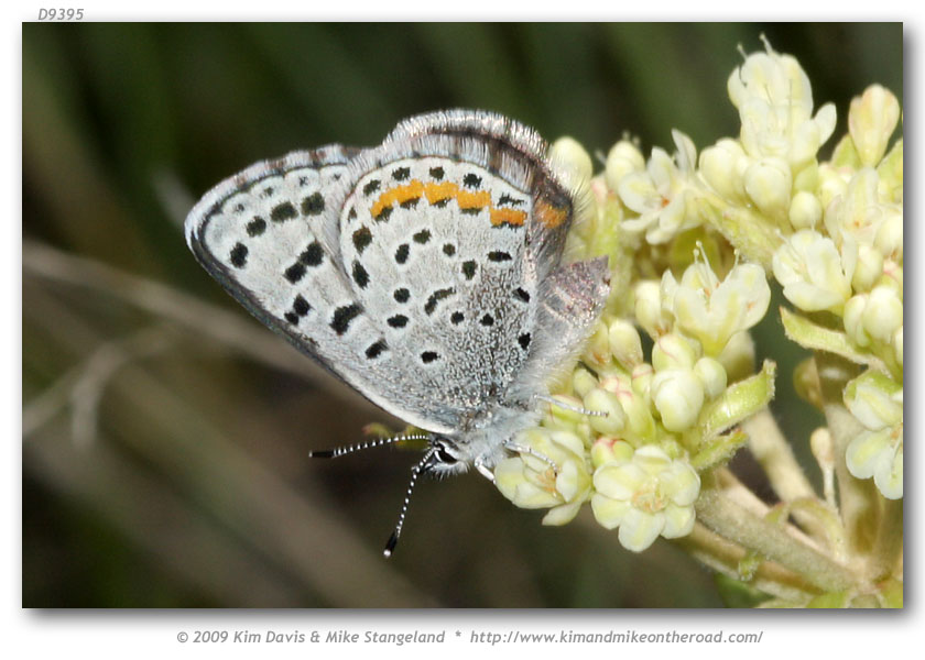 Euphilotes a. ancilla (Ancilla Blue)